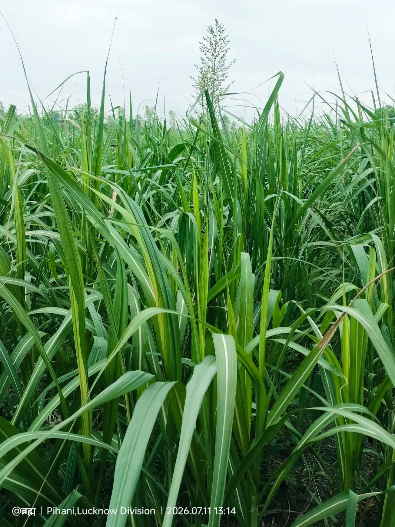 Farm land for sale in Lucknow