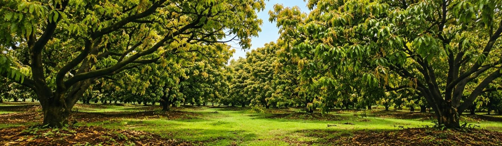 Orchard for sale in Guhagar, Guhagar