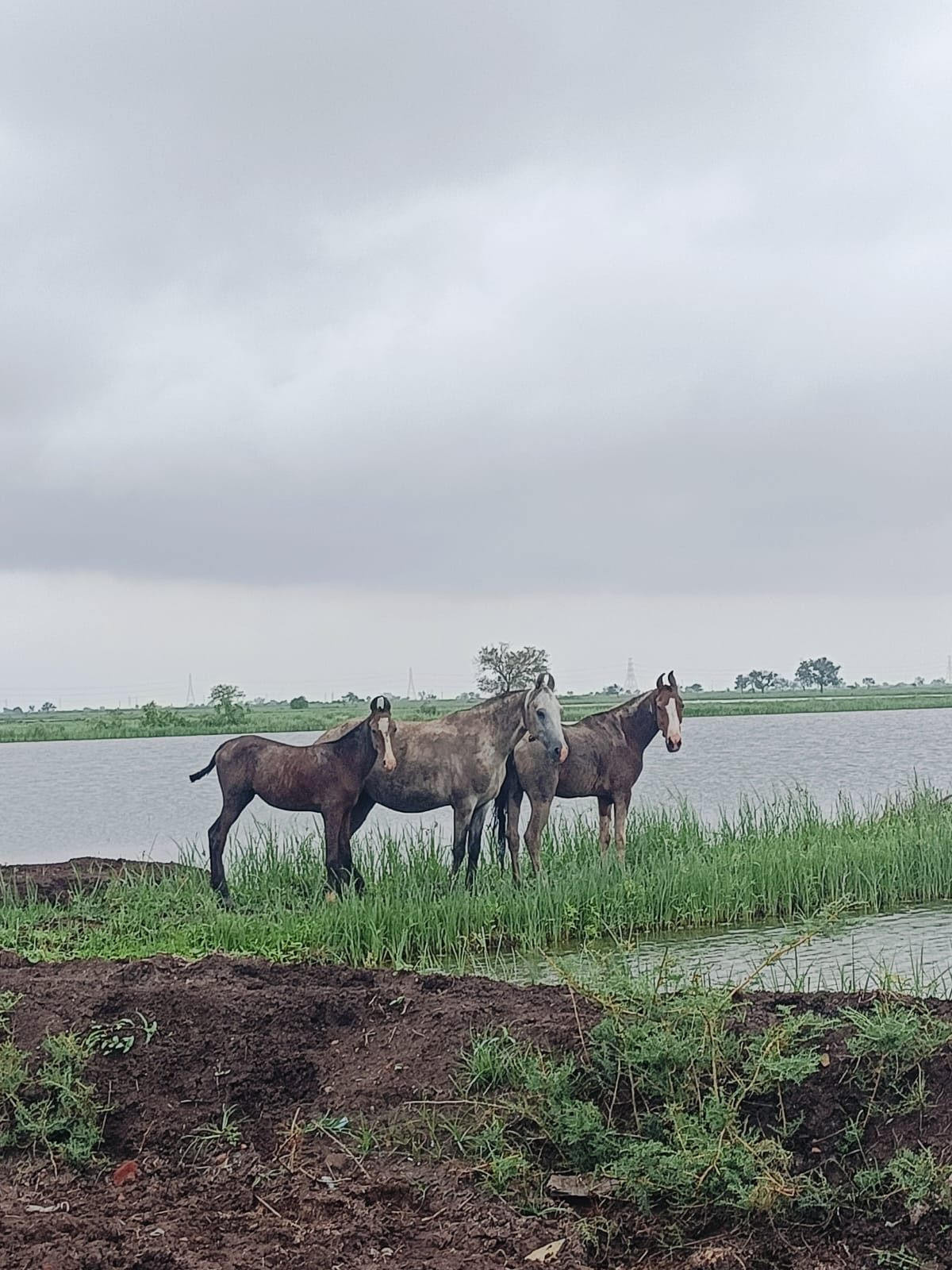 Farm land in Dholera — hero photo