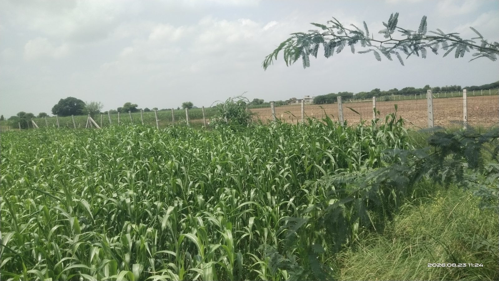 Farm land in Madhorajpura — hero photo