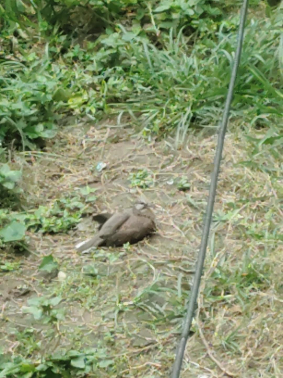 Residential plot in Bihar — hero photo