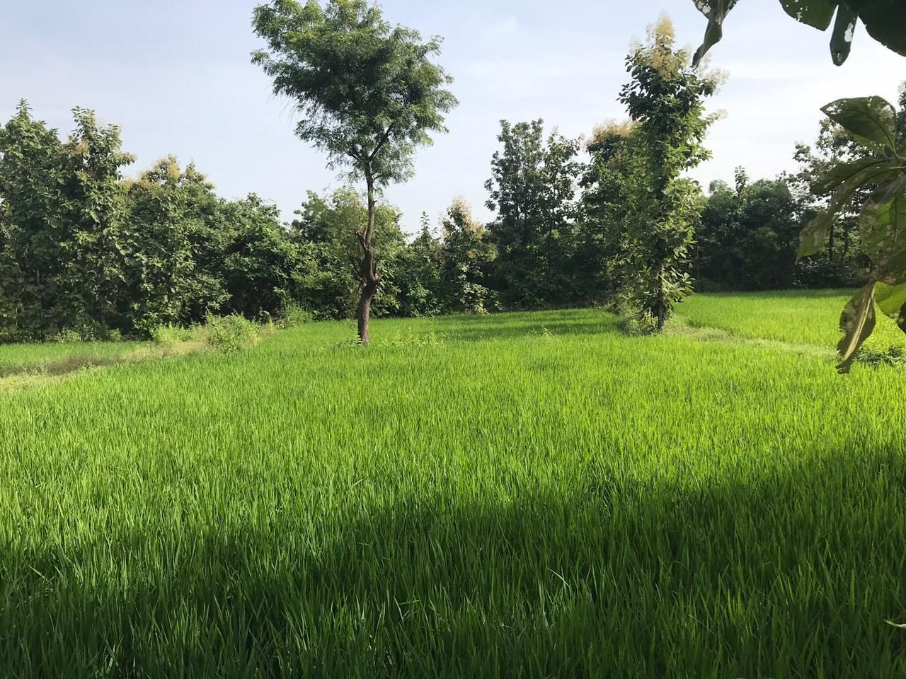 Farm land for sale in Mansar