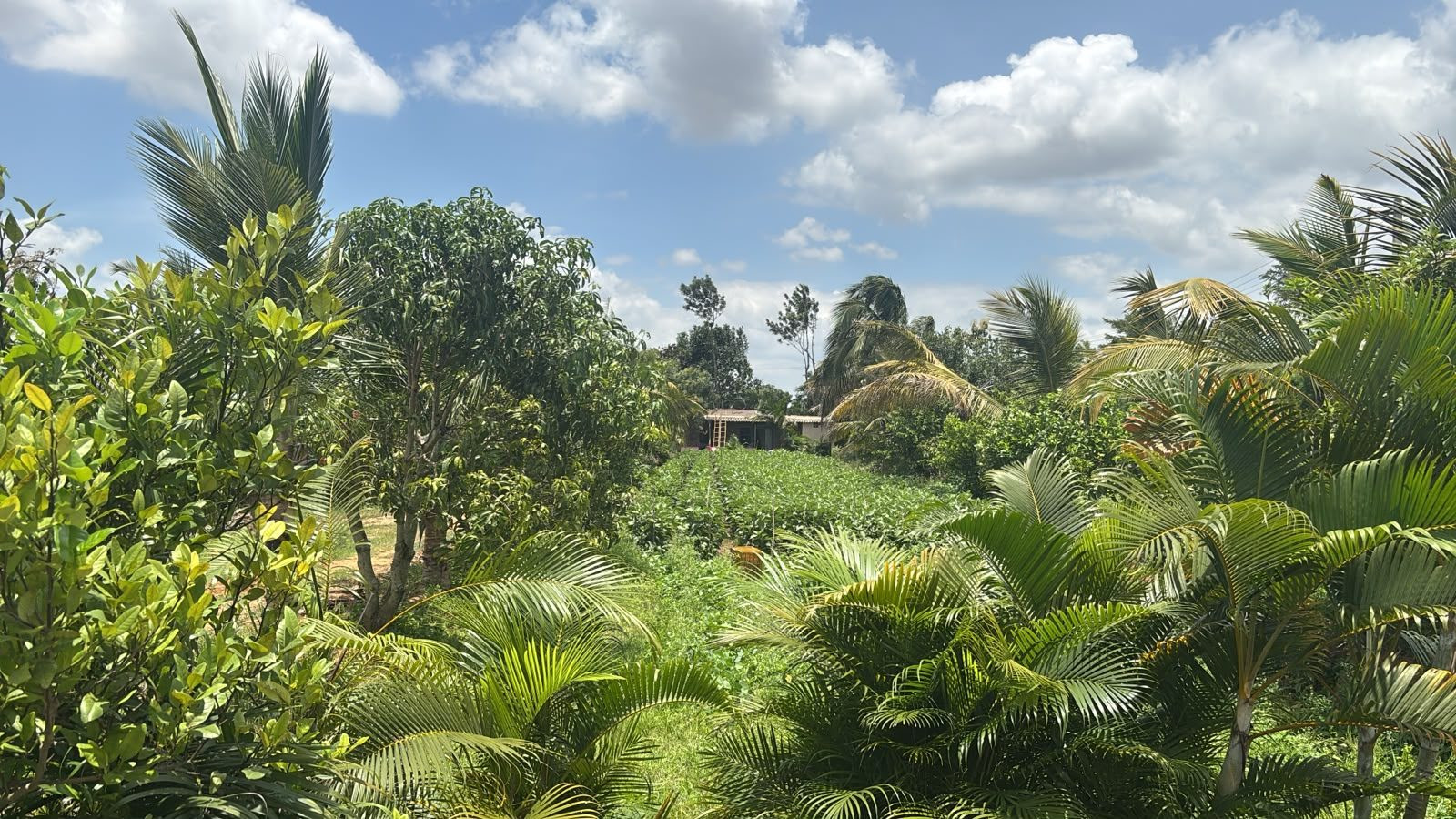 Plantation in Thally — hero photo