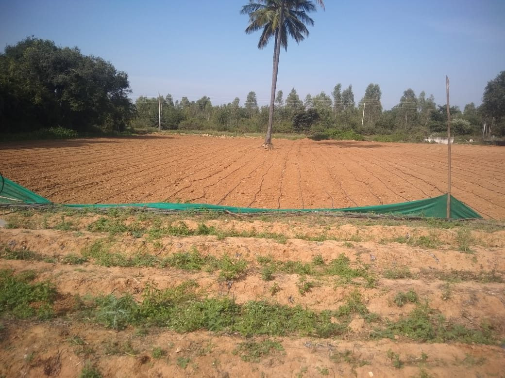 Plantation in Kolar — hero photo