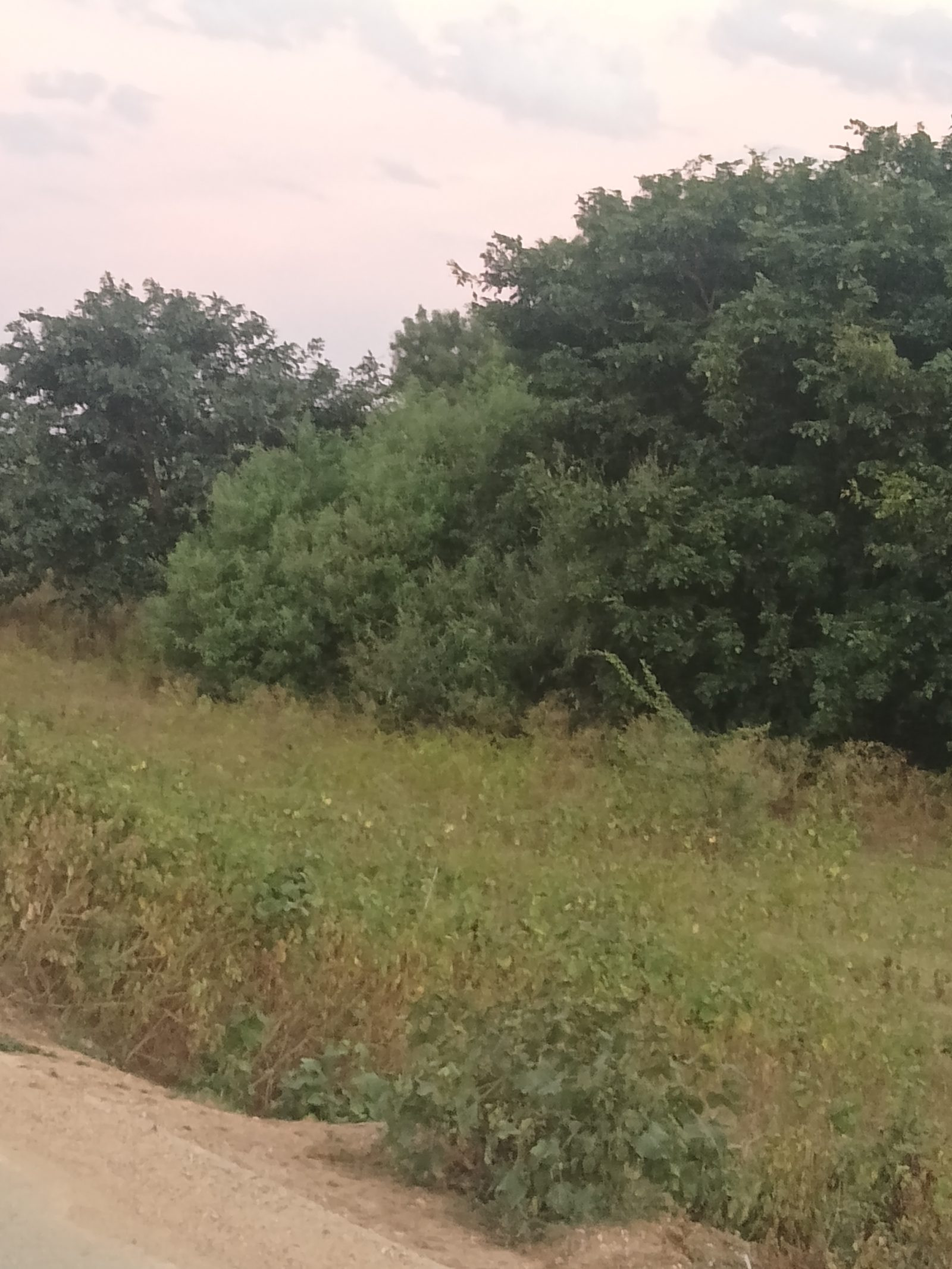Farm land in Uttara Kannada, Karnataka — hero photo