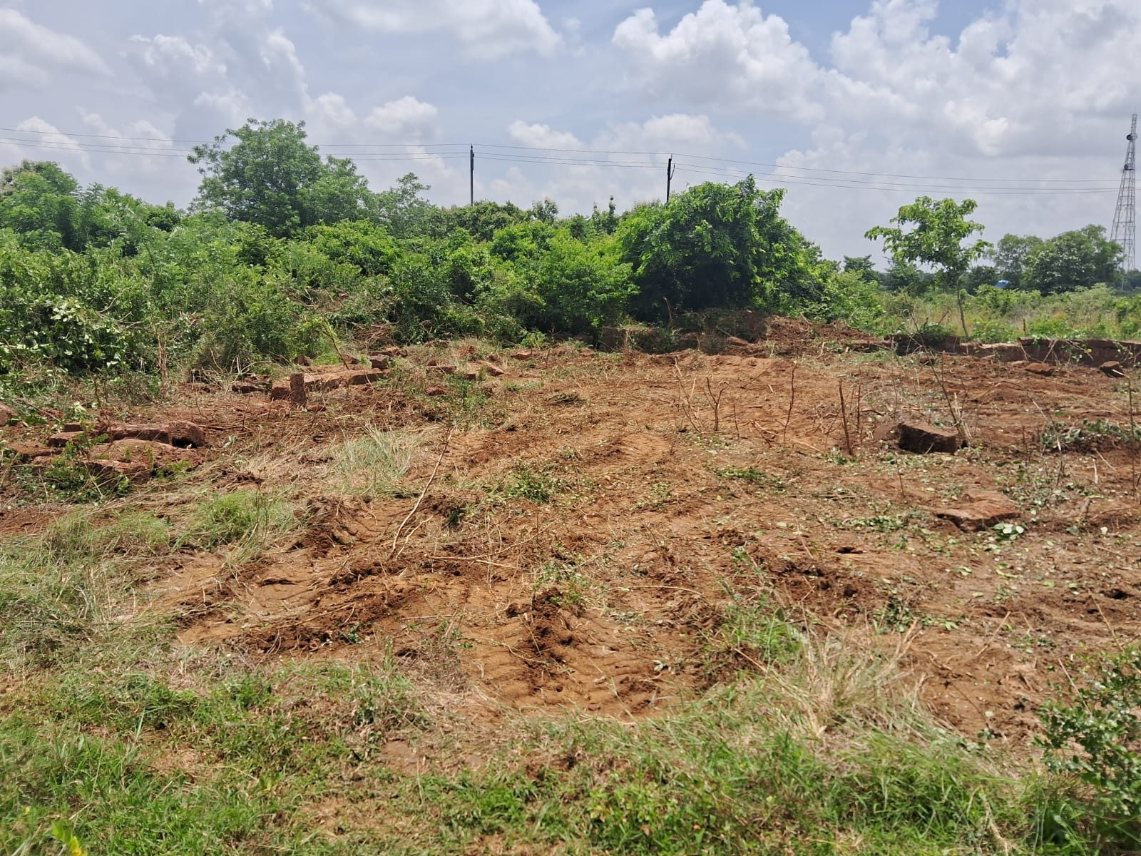 Vineyard in Chandaka — hero photo