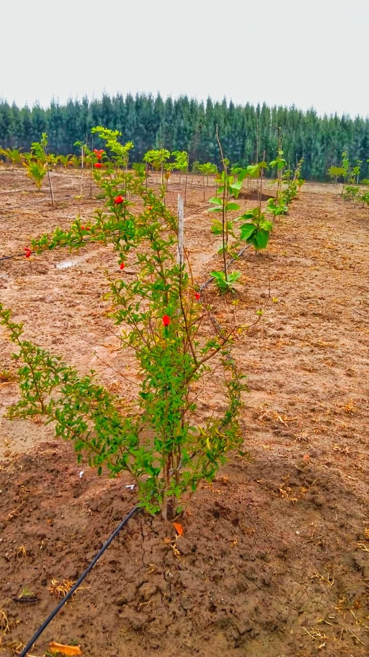 Farm land in Ongur — photo 6