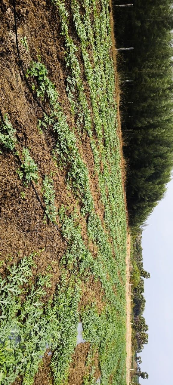 Farm land in Ongur — photo 9