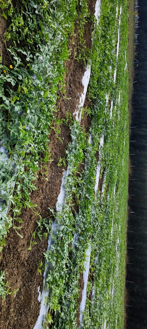 Farm land in Ongur — photo 12