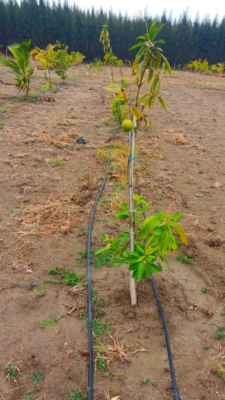 Farm land in Ongur — photo 7