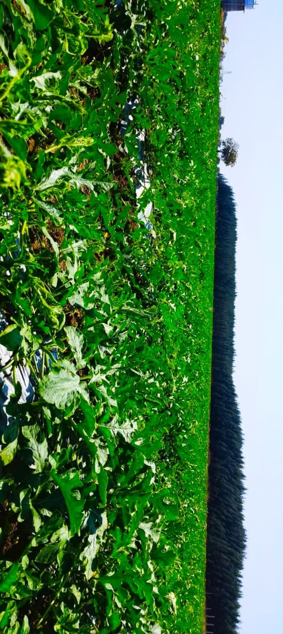 Farm land in Ongur — photo 8