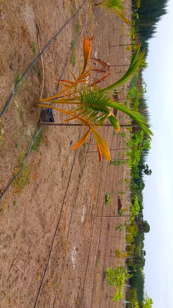 Farm land in Ongur — photo 2