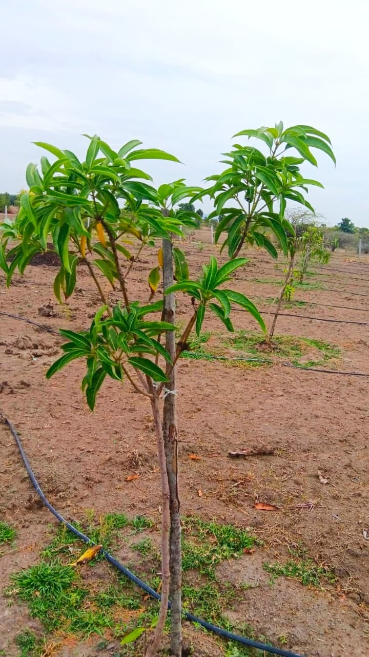 Farm land in Ongur — photo 11