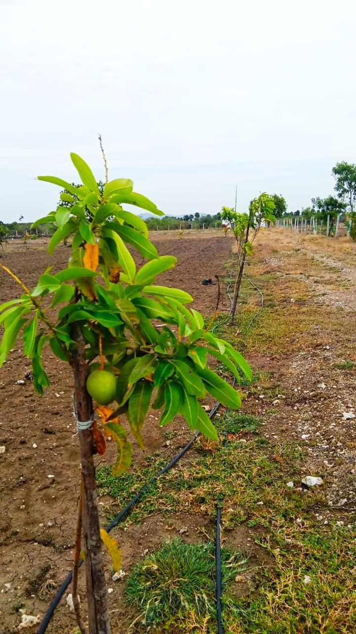 Farm land in Ongur — photo 4