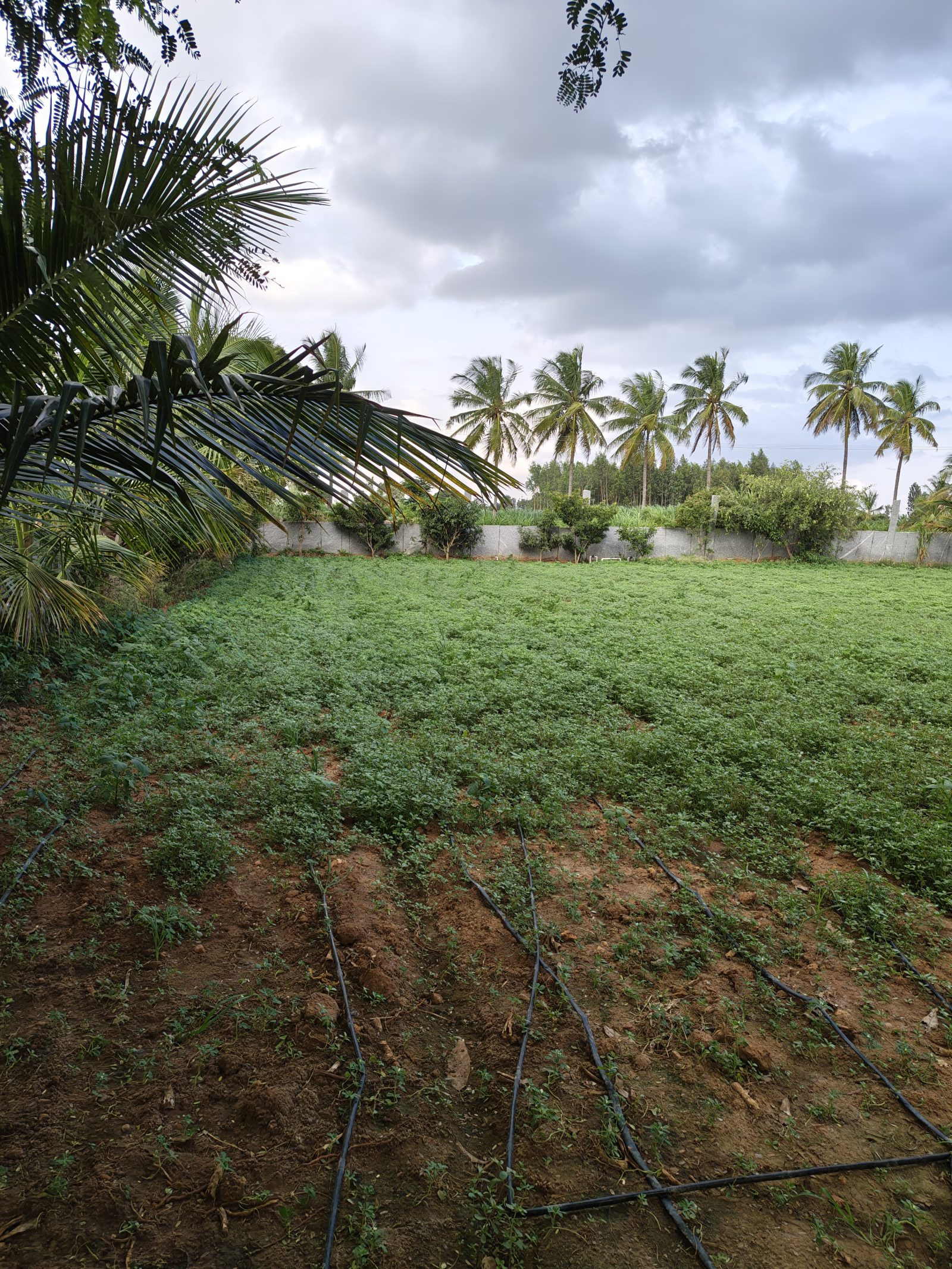 Farm land in Karnataka — hero photo
