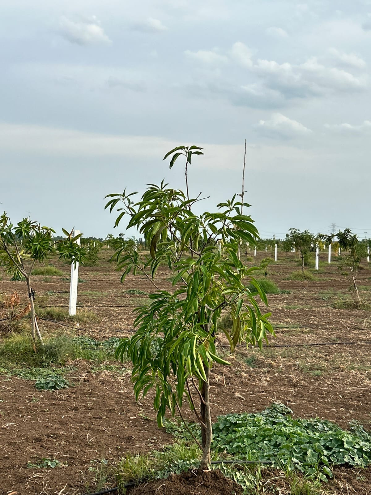 Farm land in Walajabad — photo 7