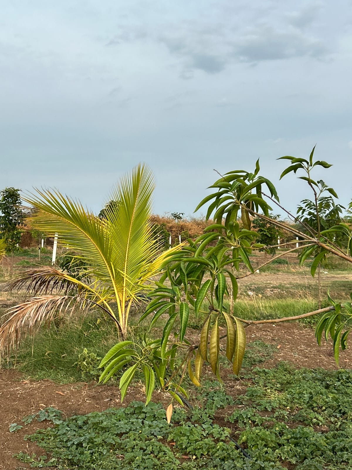 Farm land in Walajabad — photo 8