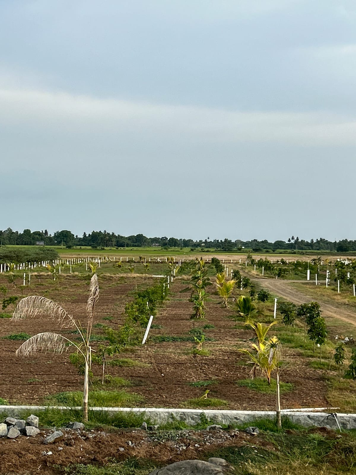 Farm land in Walajabad — photo 2
