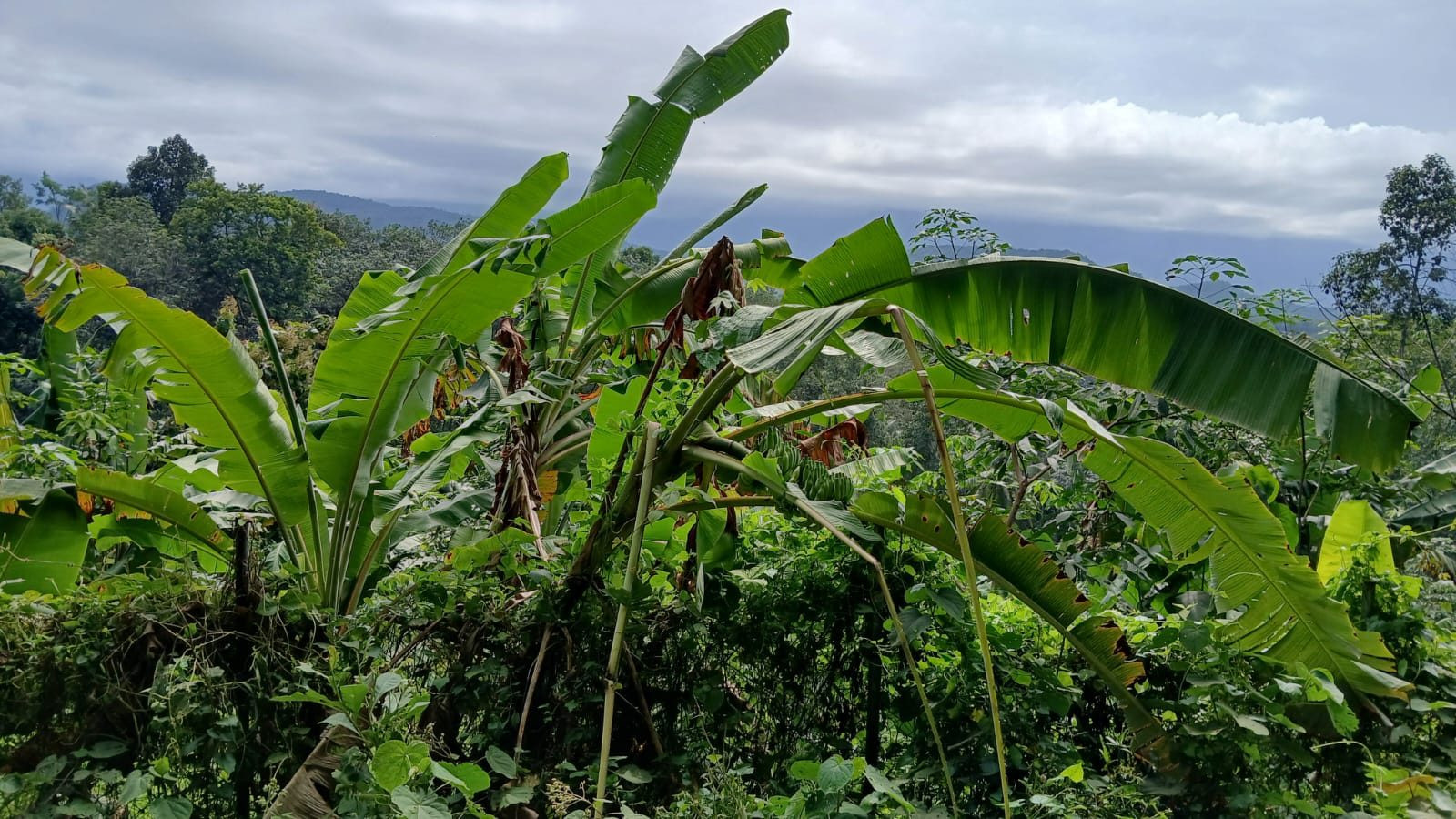 Farm land in Thiruvananthapuram — hero photo