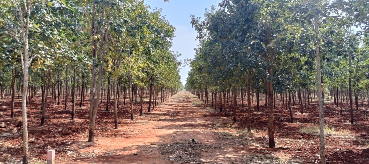 Farm land in Nellore — photo 2