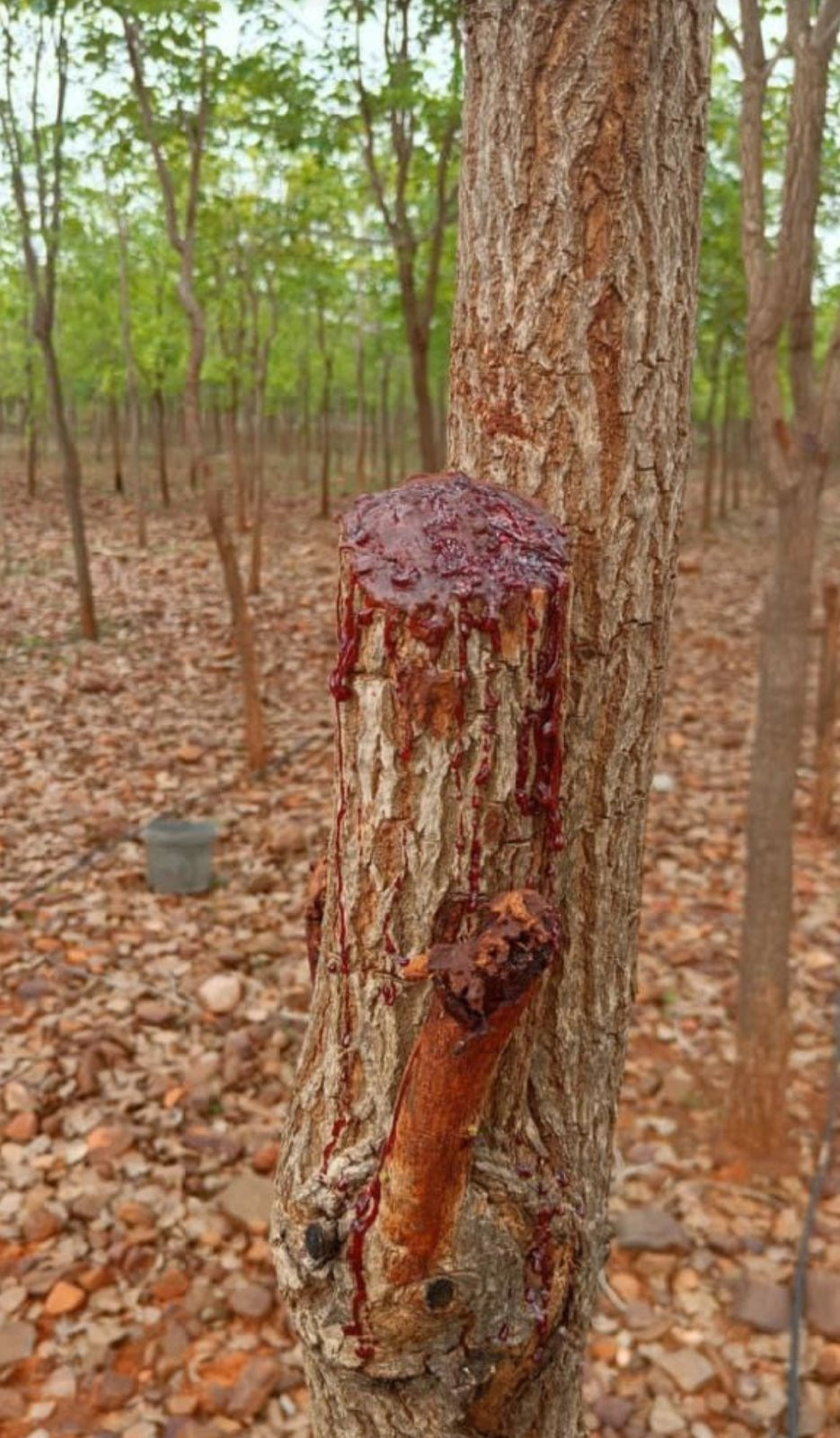 Farm land in Nellore — photo 6
