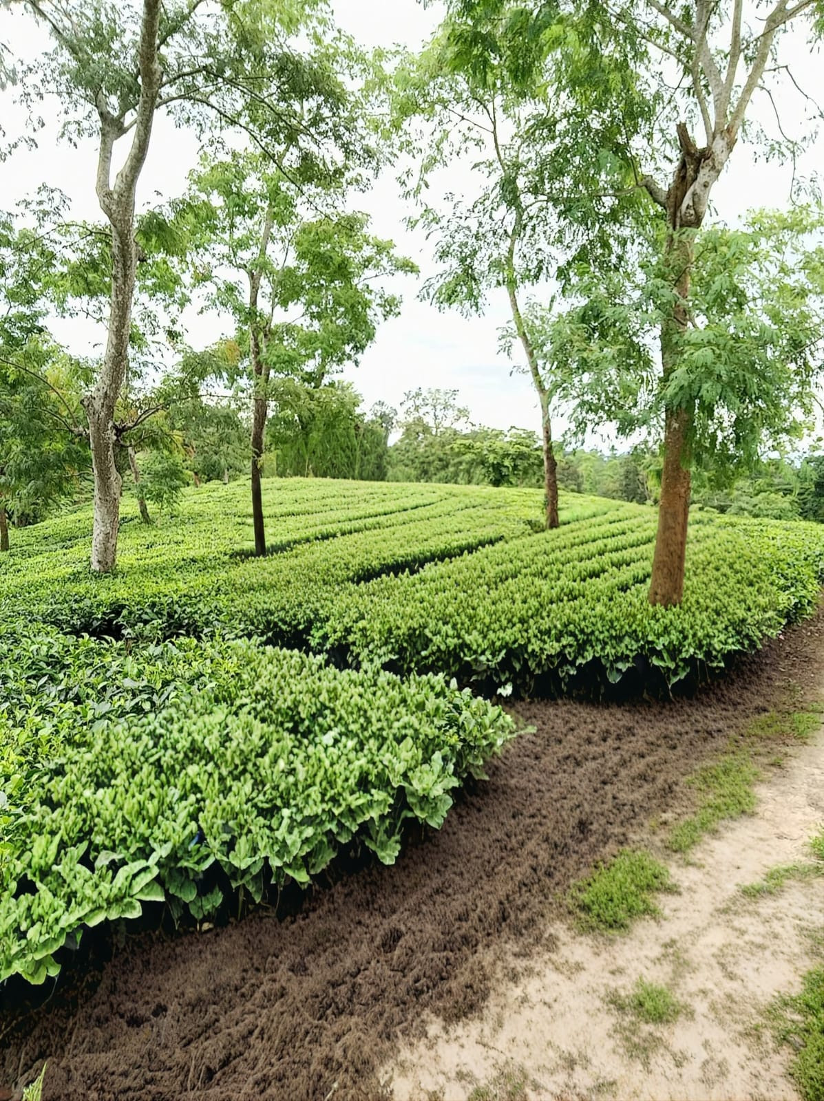 For sale tea estet, location Darjeeling, 520 hector tea garden  with factory, we…