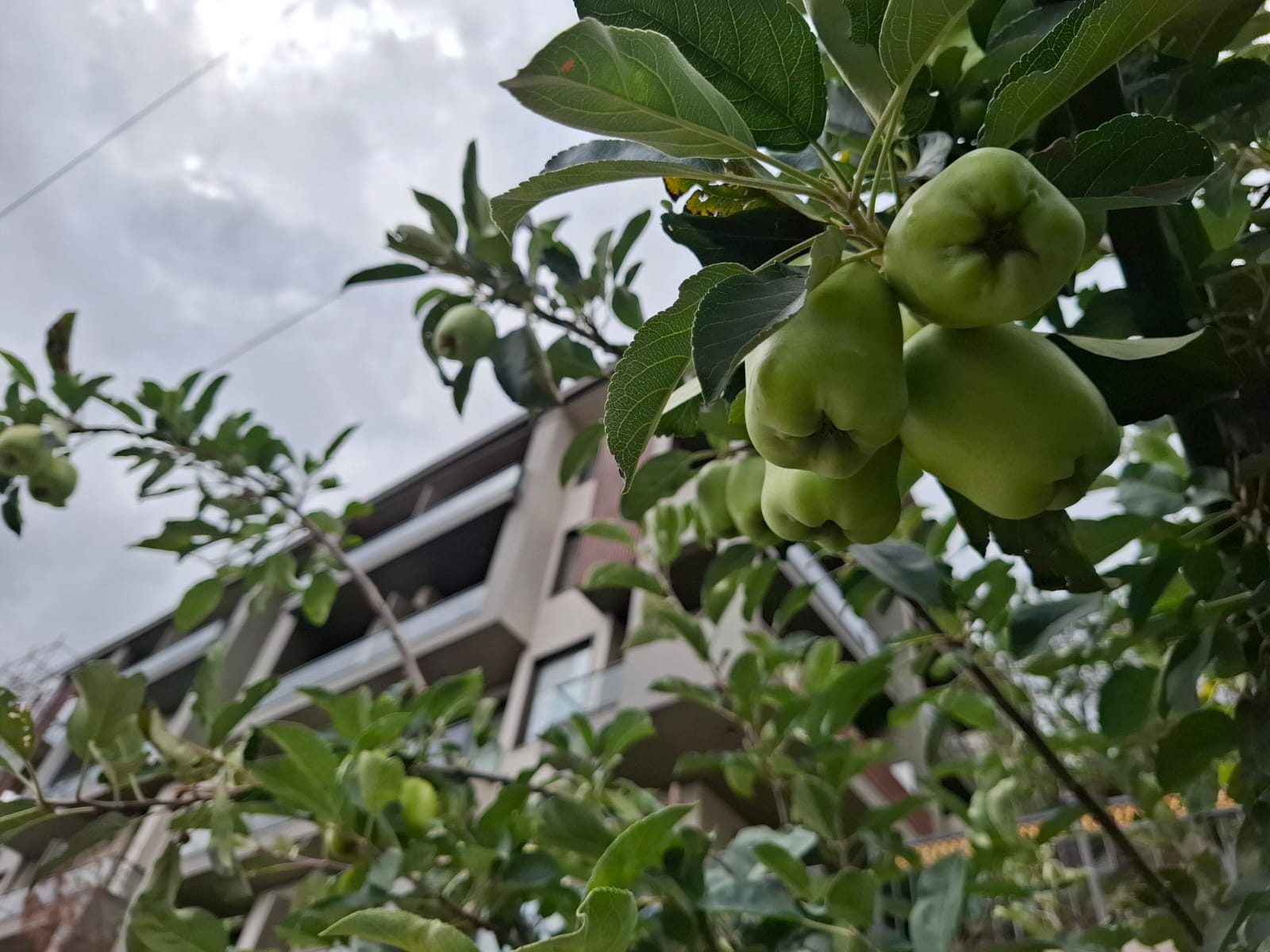 🍏 Where Every Morning Begins with Mountain Views & Fresh Apples.
Experience a…